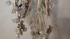 Dried plant