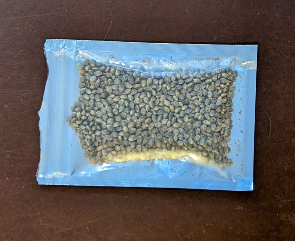 cannabis seeds