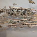 Dry Weed