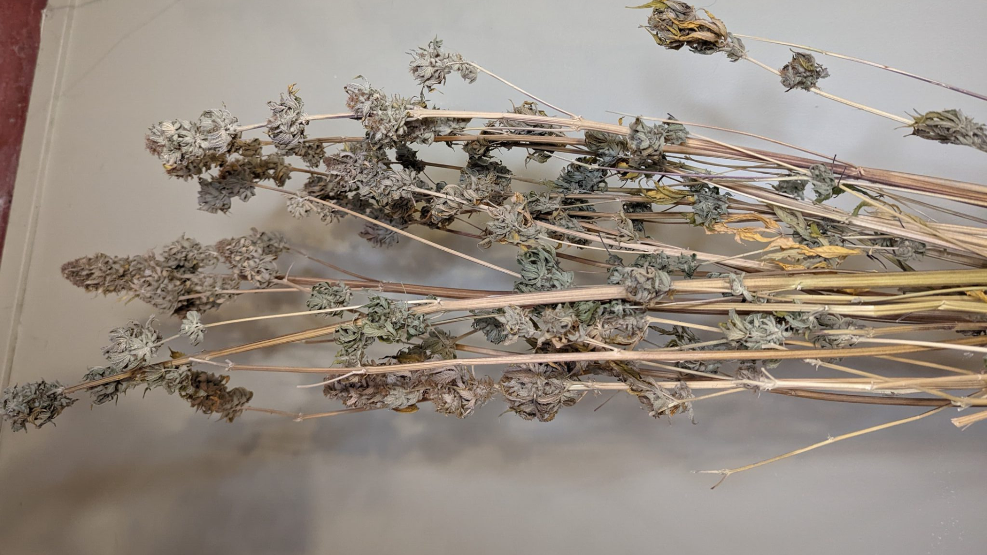 Dry Weed
