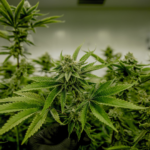Hydro Grow Weed Plants