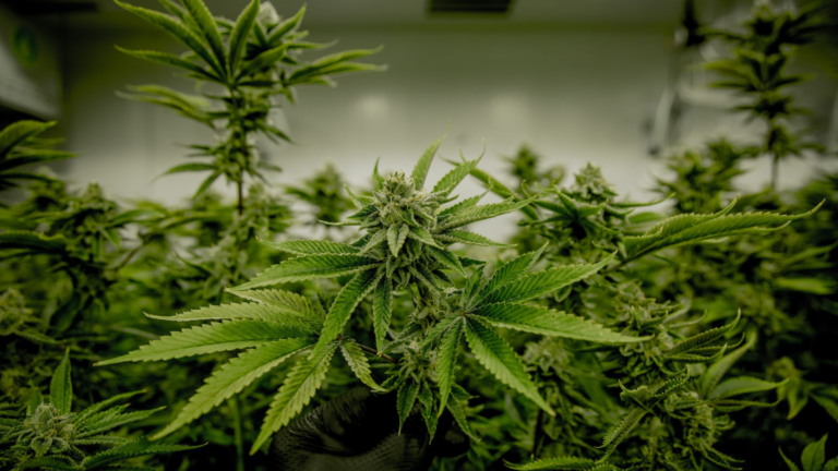 Hydro Grow Weed Plants