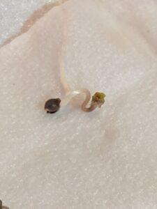 Germinated cannabis seeds using the paper towel method