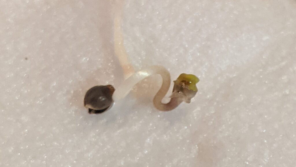 Germinated cannabis seeds using the paper towel method