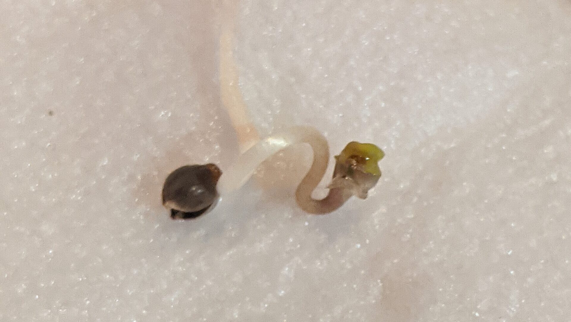 Germinated cannabis seeds using the paper towel method